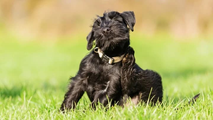 Síntomas de padecer picaduras de pulgas en un perro