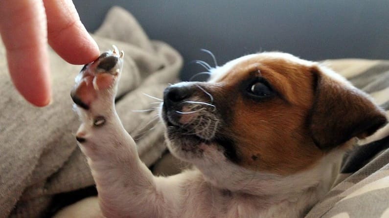 Aplicar fisioterapia en los perros