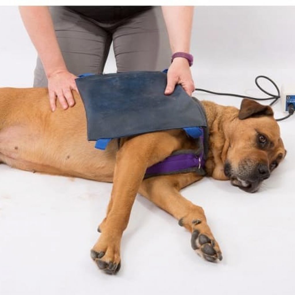 Electroterapia para los perros