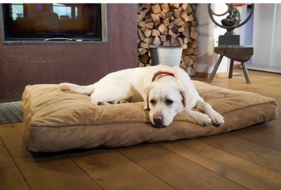 Qué es una cama para perros térmica
