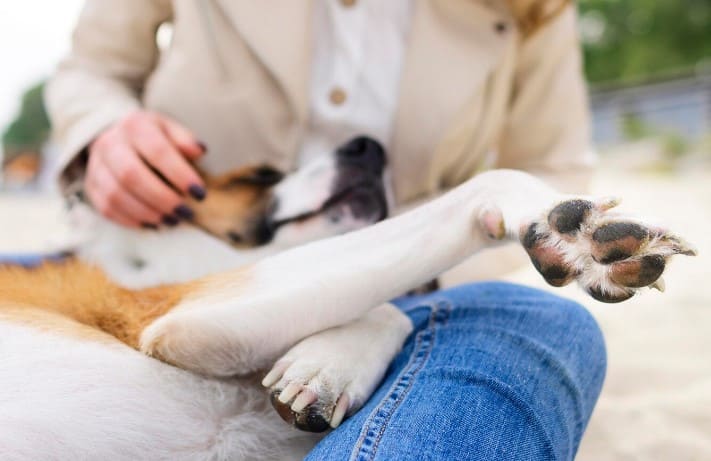 Qué es la fisioterapia canina
