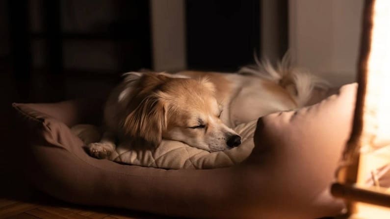 Ventajas del uso de camas térmicas Thermoswitch para perros
