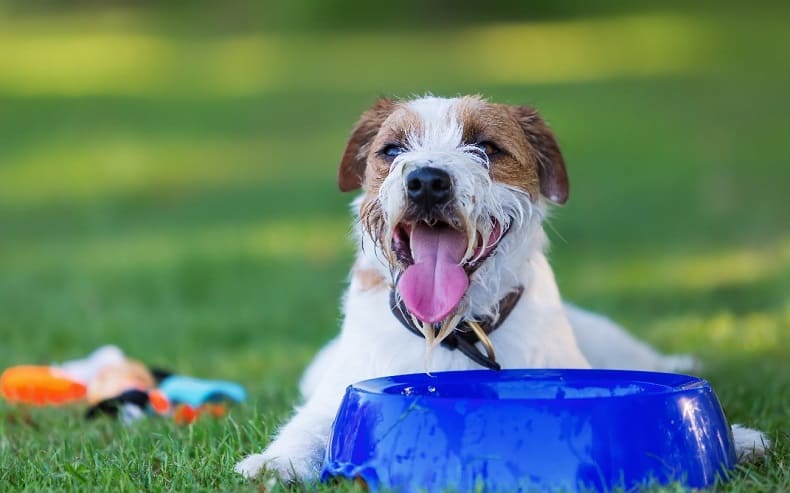 Qué es el golpe de calor en perros