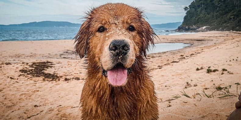 Otros cuidados para Golpe de calor en los perros
