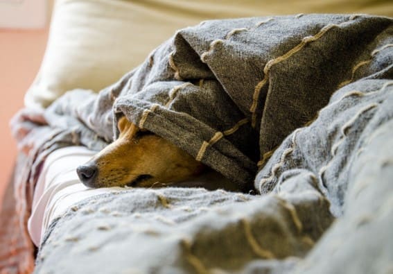 Cómo prevenir la aparición de moquillo en perros