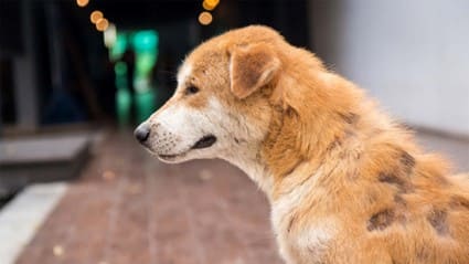 Síntomas del moquillo en los perros