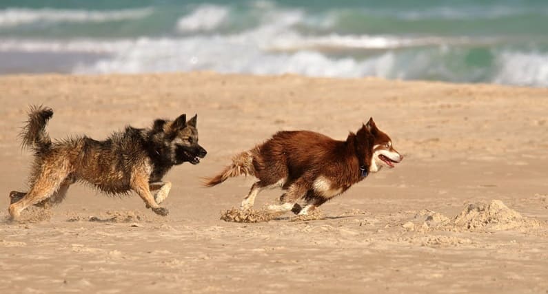 Síntomas de infección urinaria en los perros