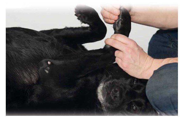 curar-heridas-almohadillas-perros