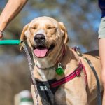 Cómo hidratar a un perro