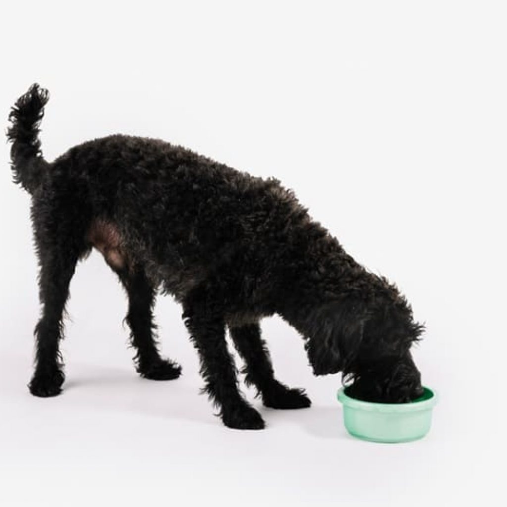 perro bebiendo agua para hidratarse