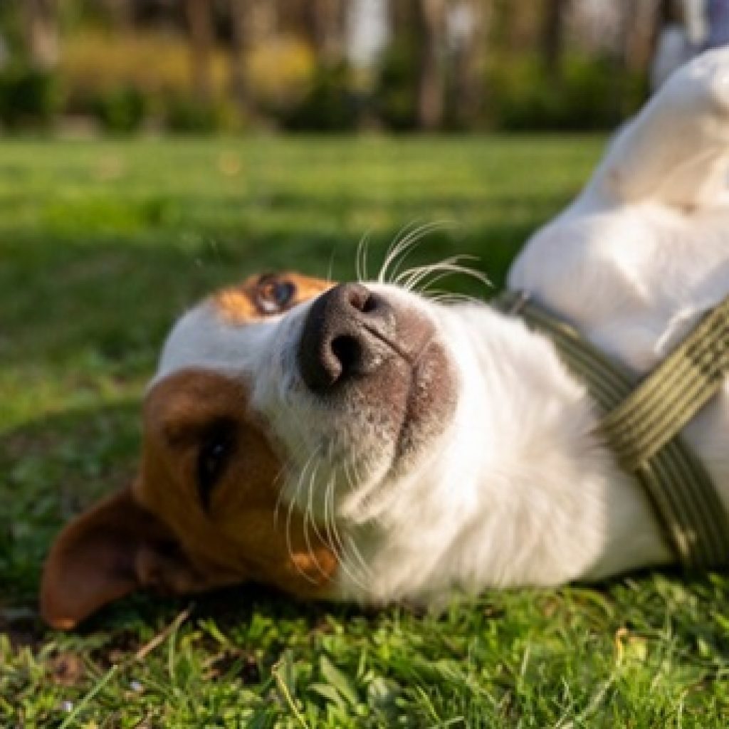 Prevención para las alergias de los perros en primavera