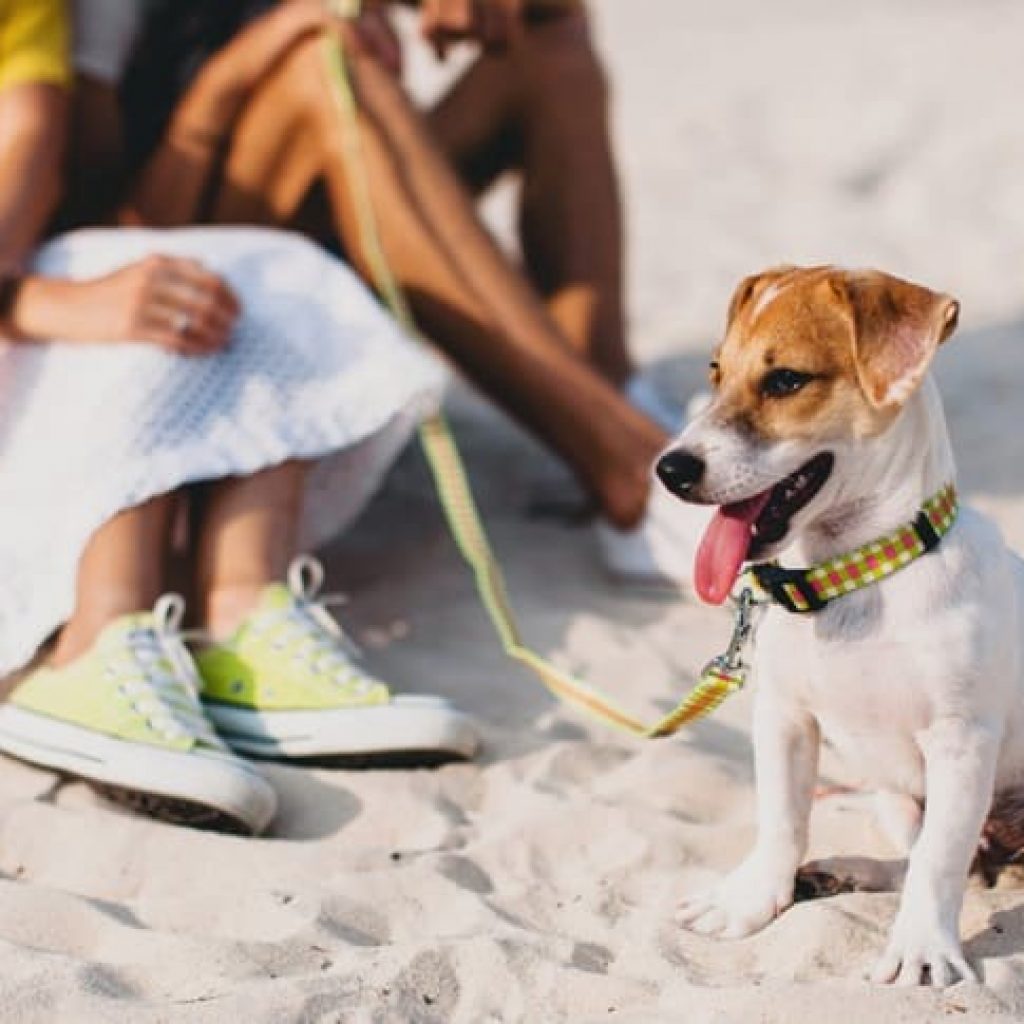 Cómo disminuir el calor en los perros