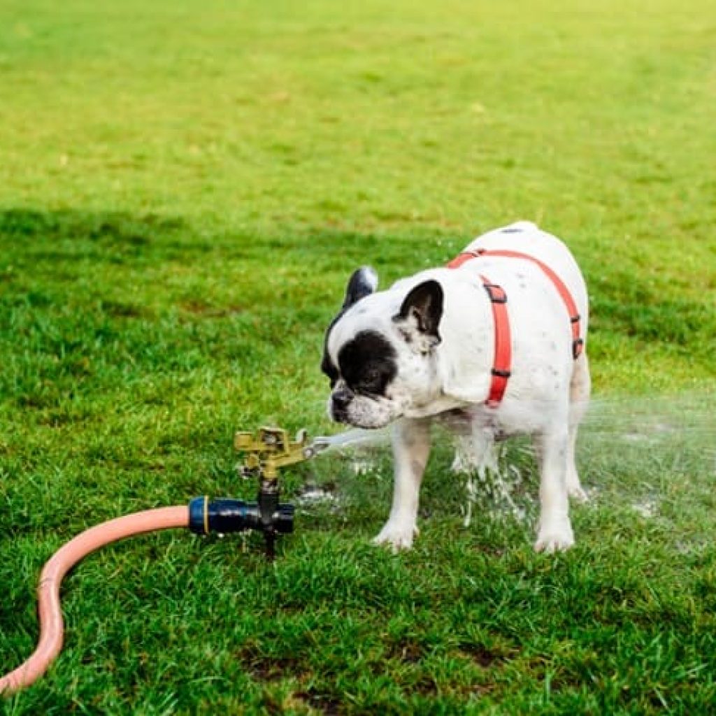 Cómo regulan la temperatura los perros