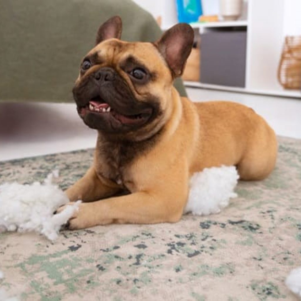 glándulas sudoríparas en los perros