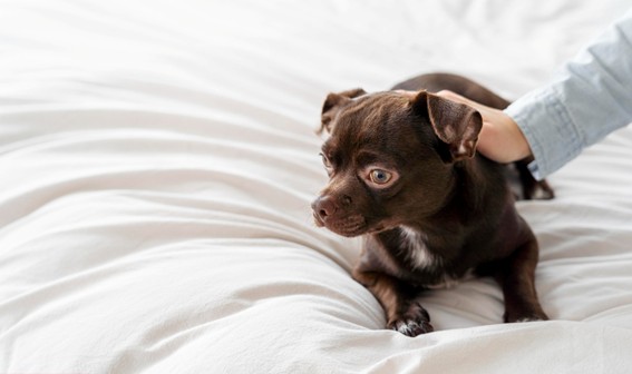 Desensibilización sistemática ansiedad por separación en perros