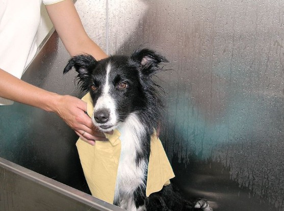 toalla para perros