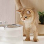 Ventajas del uso de fuentes de agua para gatos