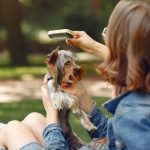 Pulgas y garrapatas en verano en las mascotas
