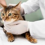 Otitis en gatos