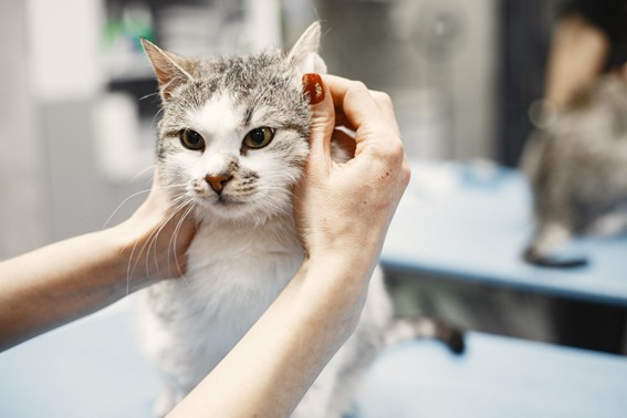 Síntomas de Otitis en gatos