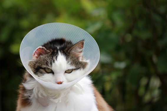 Tratamientos para la Otitis en gatos