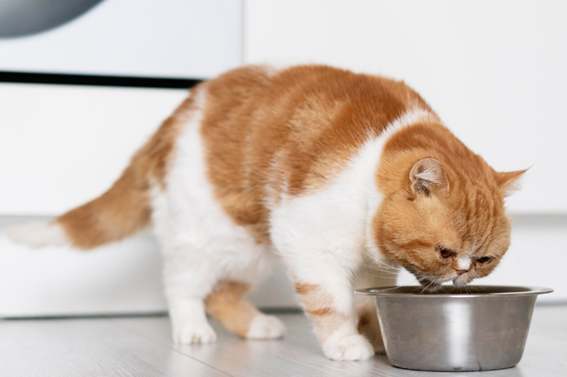 Cantidades de snakcs que ofrecer a tu mascota