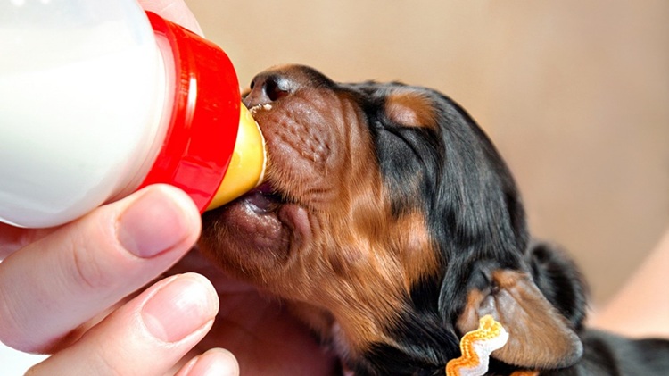 Cómo preparar y administrar leche maternizada directamente