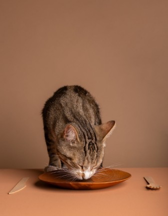 diferencias entre los snacks de anchoas y los snacks tradicionales