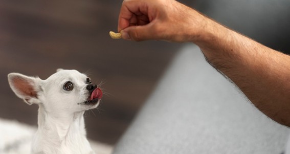 ingredientes de los snacks para masctoas