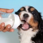 Leche maternizada para cachorros, cuándo y cómo usarla
