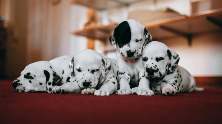 Ventajas de la leche de cabra para perros cachorros