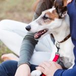 Aceite de salmón y salud articular canina