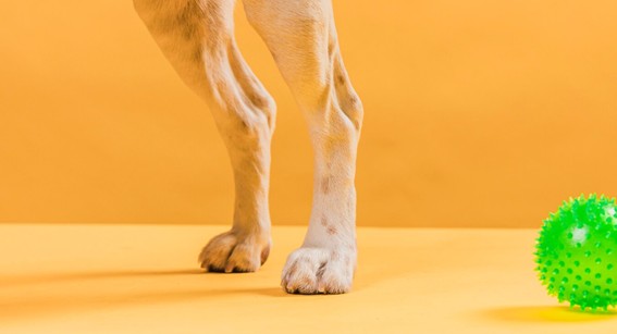 Cómo incorporar el aceite de salmón en la dieta de tu perro