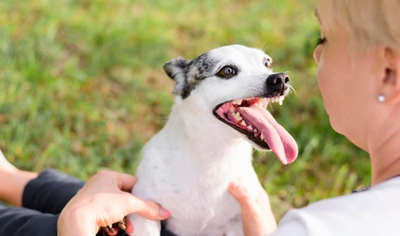 Aceite de salmón para los perros mayores