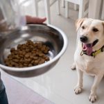 Cómo evitar que mi perro engulla