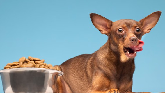 Soluciones prácticas para evitar que un perro coma demasiado deprisa