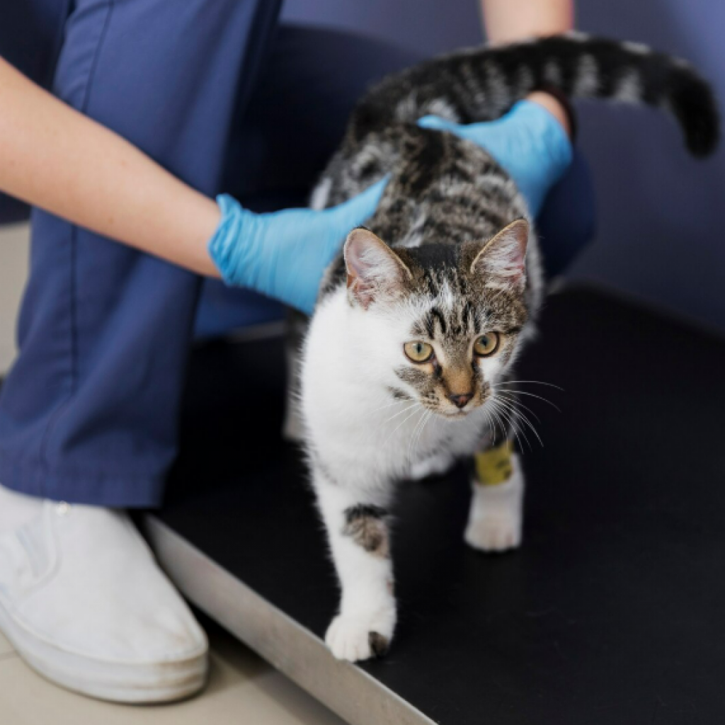 Gato en veterinatio