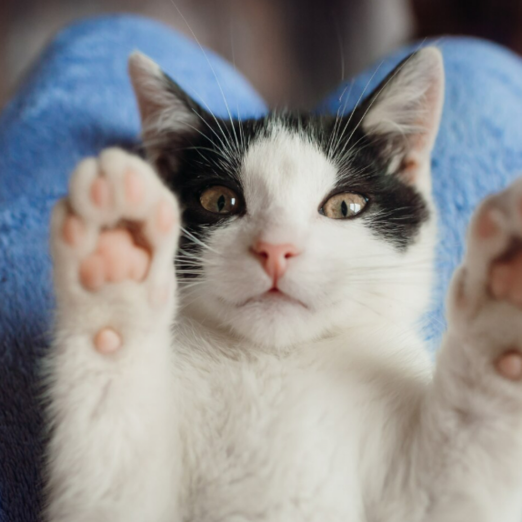 Gatito con patas hacia arriba