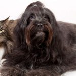 Plata coloidal para mascotas: qué es, para qué sirve y cómo se utiliza