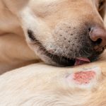 Cómo aliviar la dermatitis en perros con cuidados adecuados y soluciones naturales