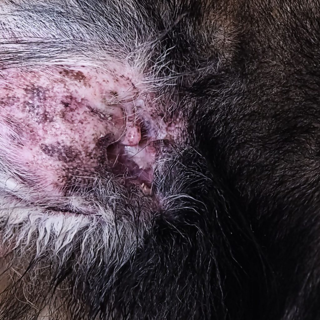 Perro con dermatitis en la oreja