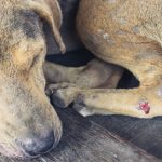 Cómo curar una herida a un perro y favorecer una buena cicatrización