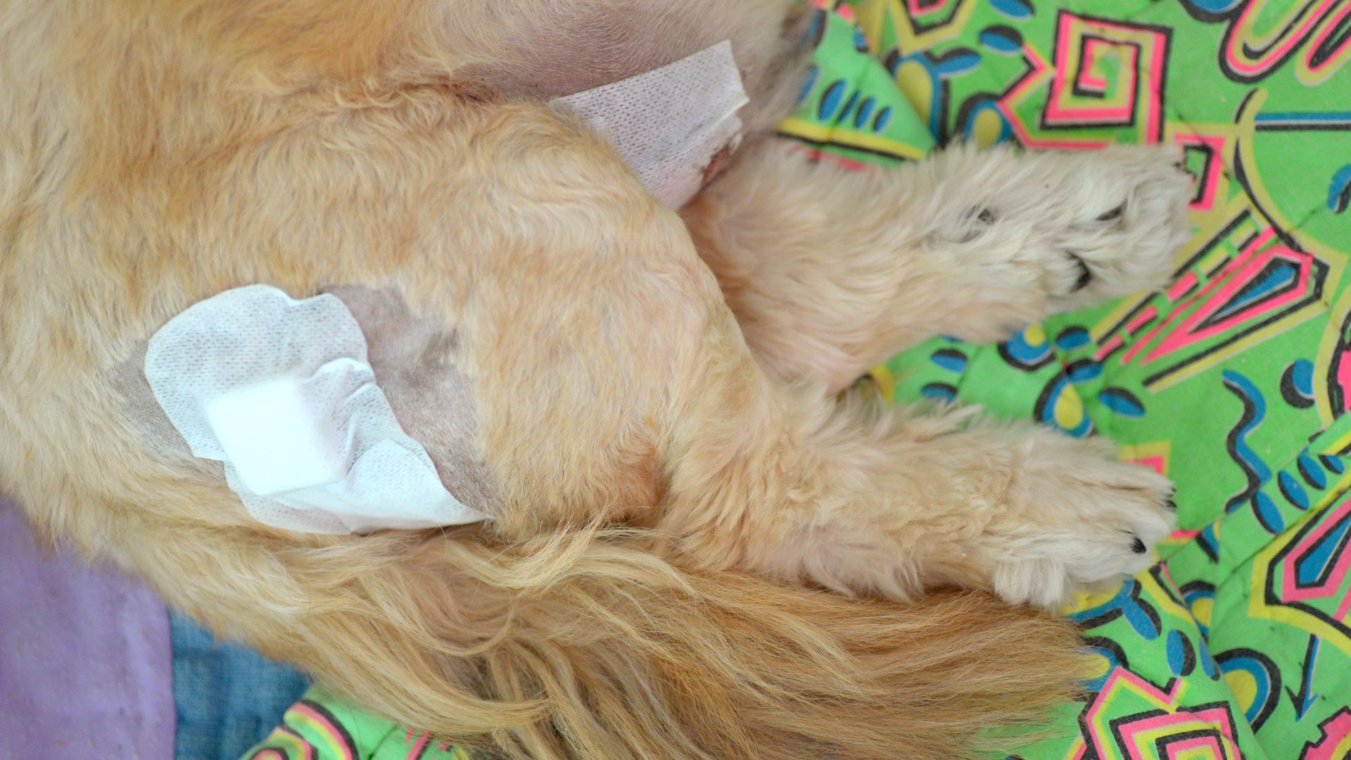 Herida en perro de la pata izquierda tapada