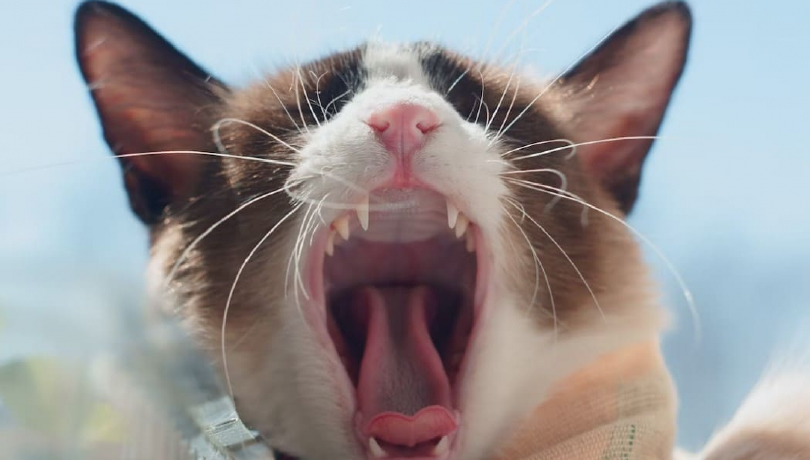 Gingivitis en gatos Japag Distribuciones